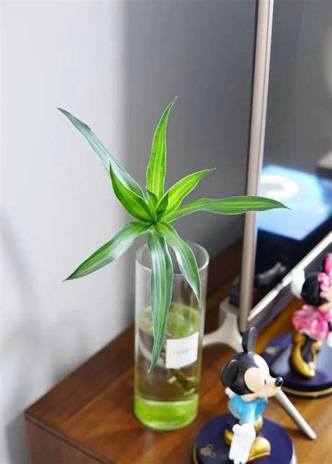 房間養植物